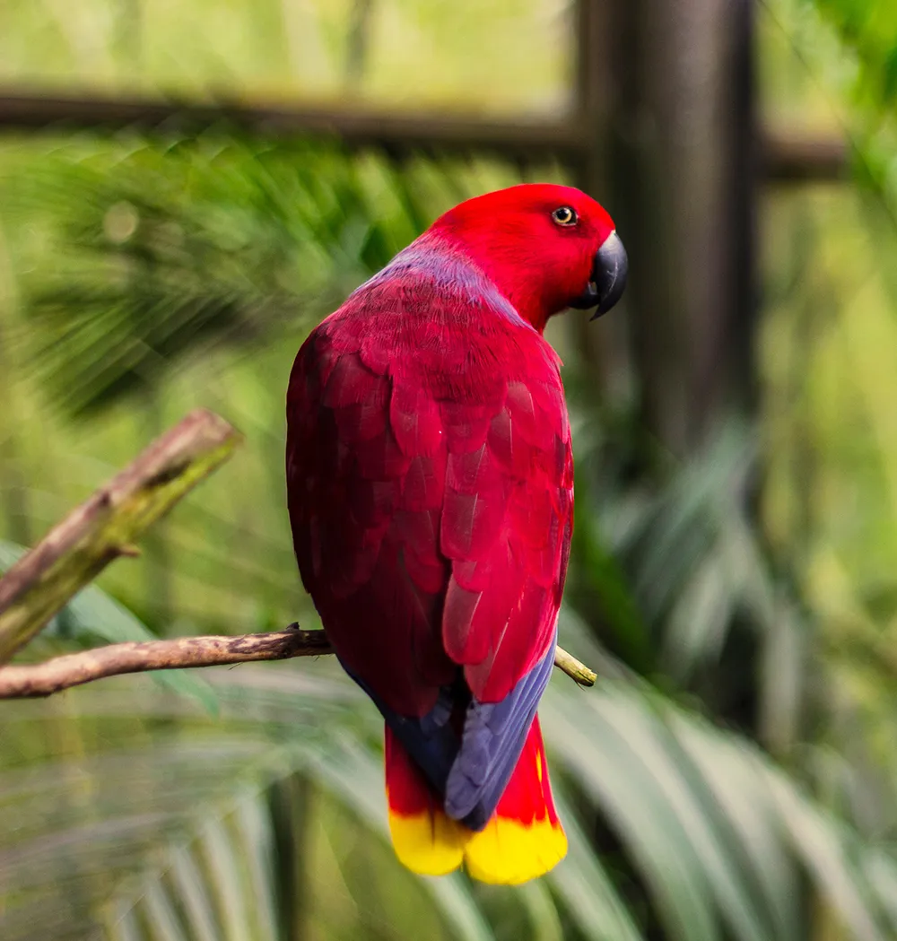 Aviaries